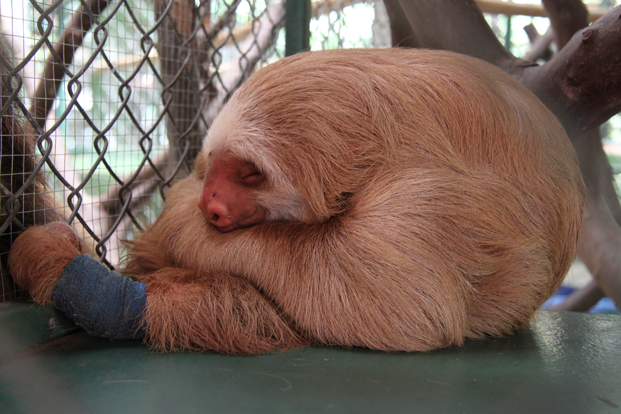 Sloth Sanctuary in Cahuita - Costa Rica - reizen & reistips