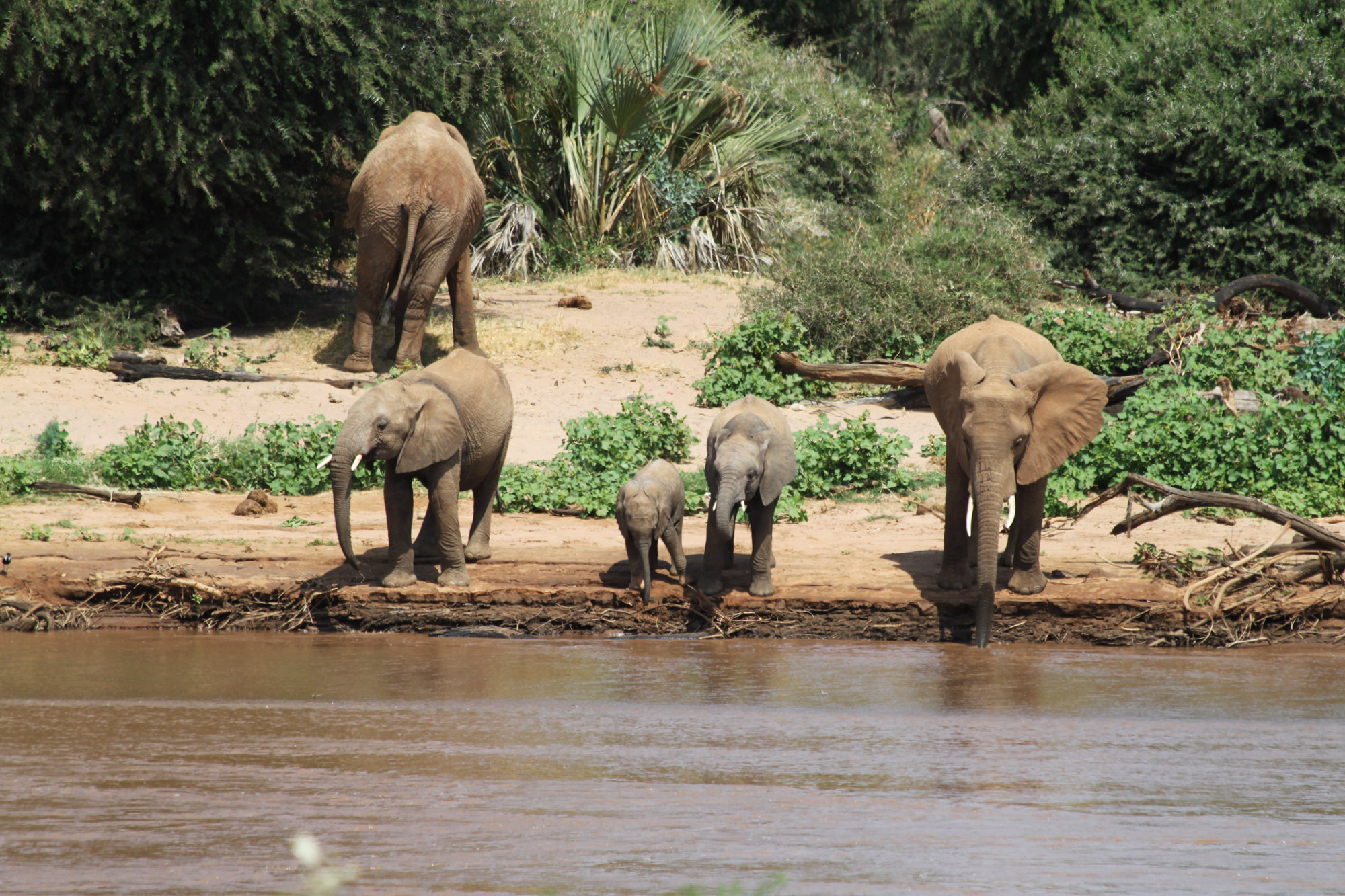 Samburu Reservaat - Kenia