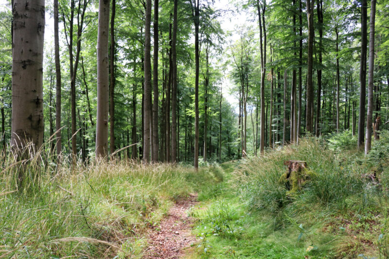 Harzer Grenzweg - Etappe: Sorge - Walkenried