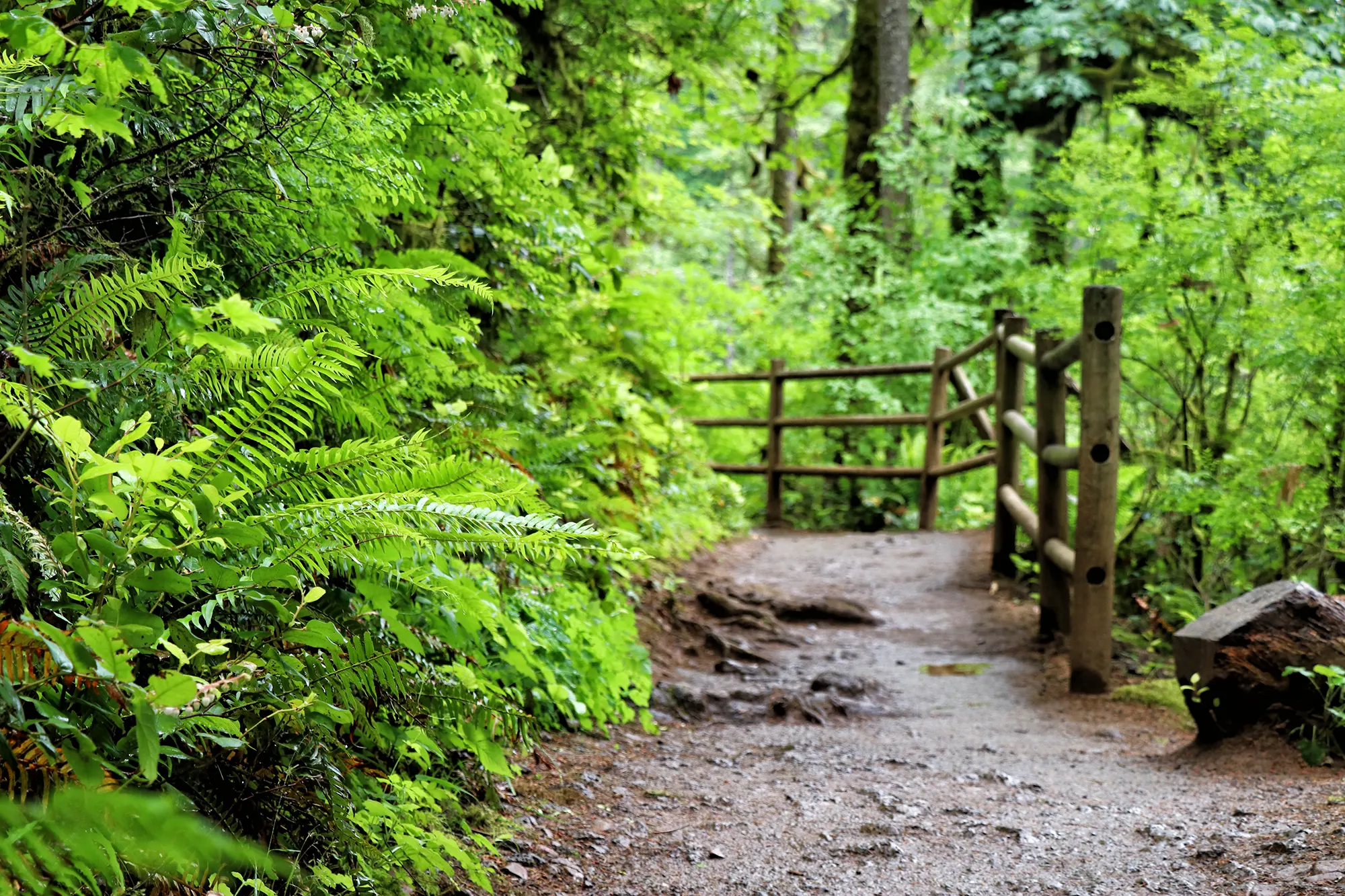 Trail of Ten Falls, Silver Falls State Park