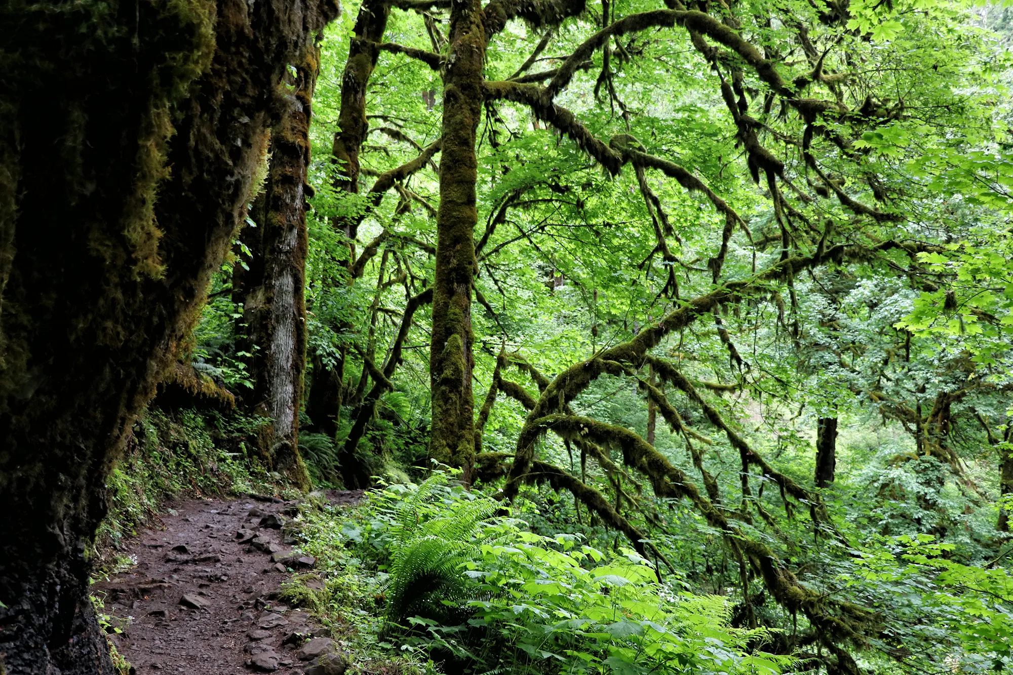 Trail of Ten Falls, Silver Falls State Park