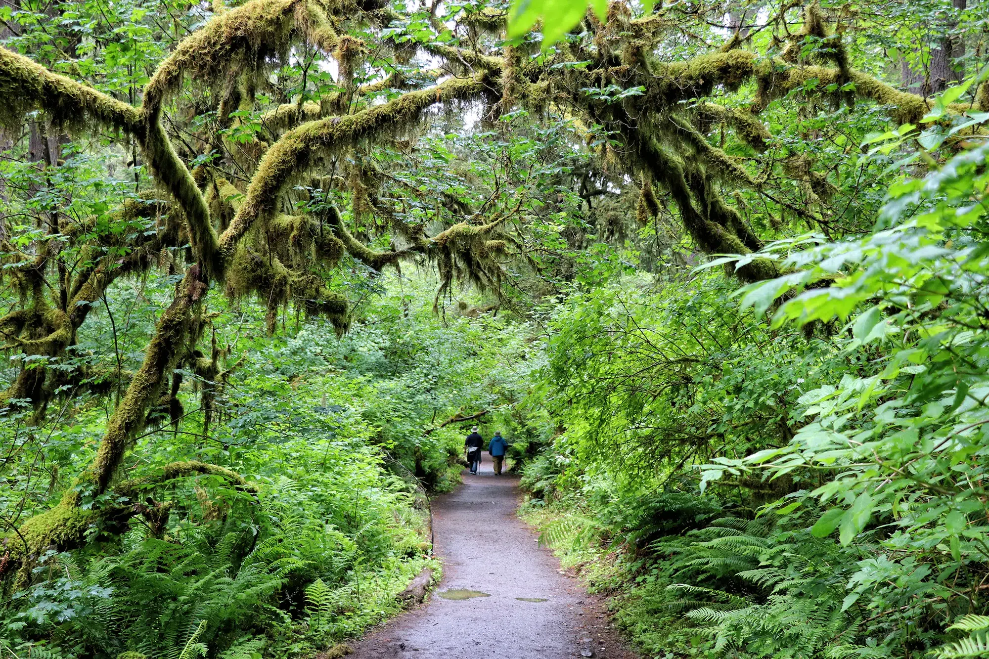 Trail of Ten Falls, Silver Falls State Park