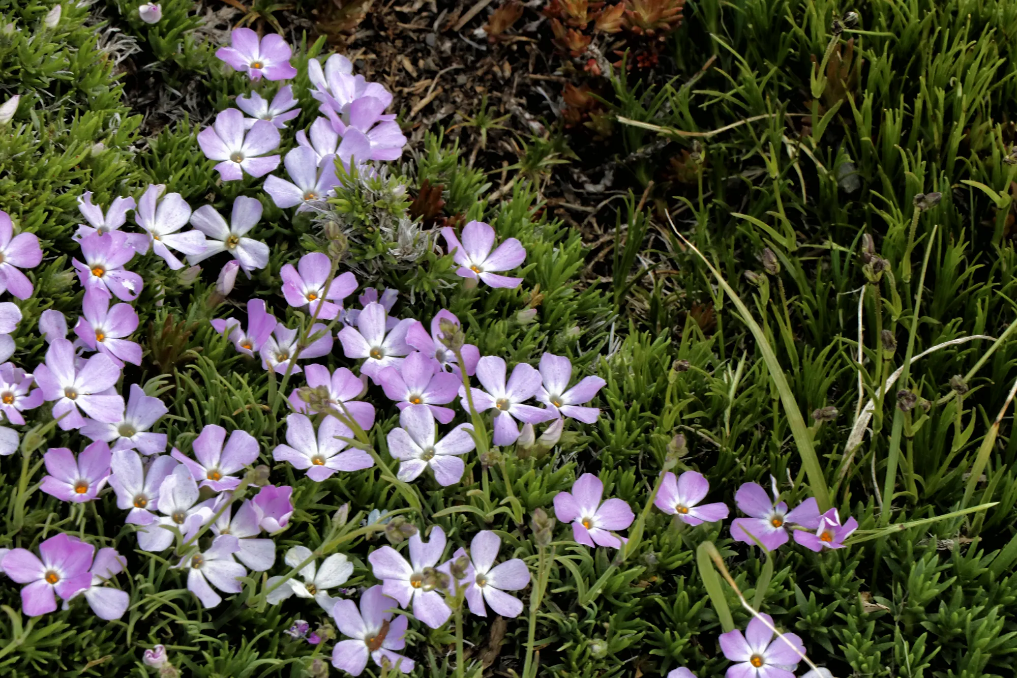 Flora - Olympic National Park, Verenigde Staten