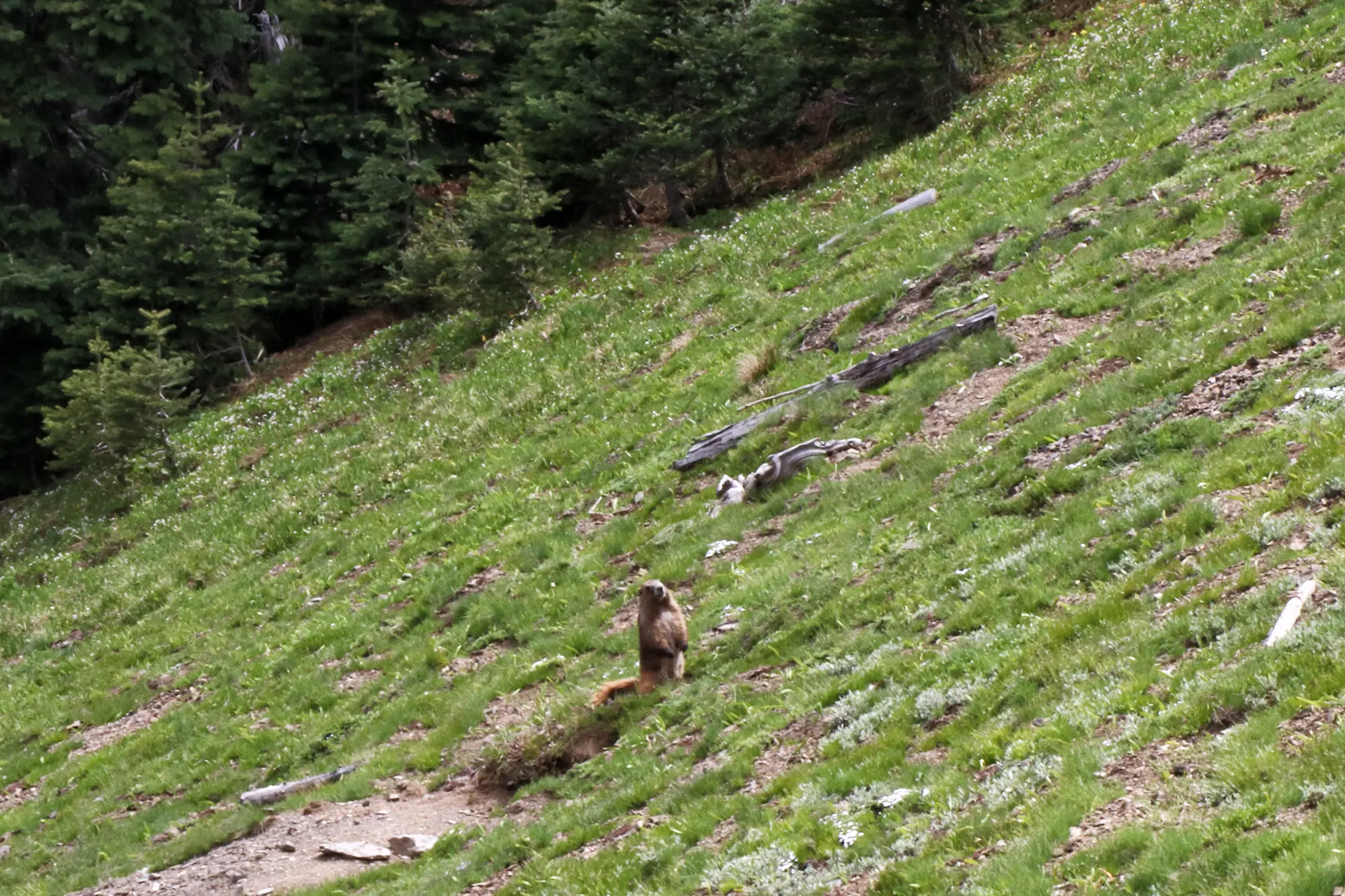 Olympus marmot - Olympic National Park, Verenigde Staten