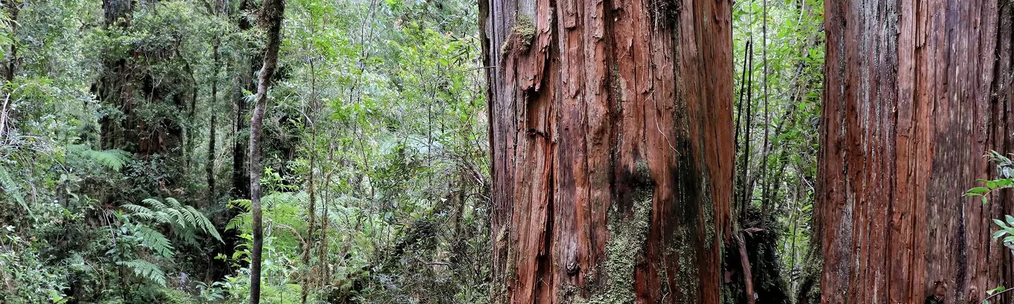 Sendero Los Alerces - Parque Nacional Pumalín, Chili