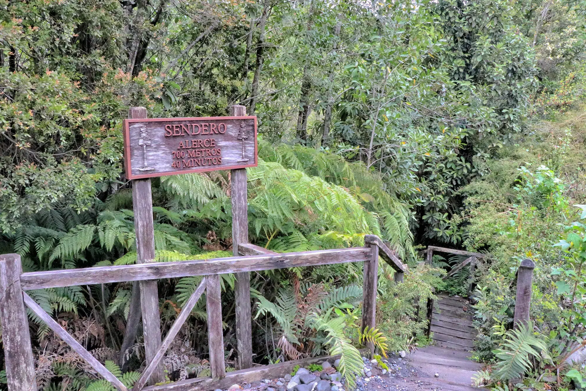 Sendero Los Alerces - Parque Nacional Pumalín, Chili