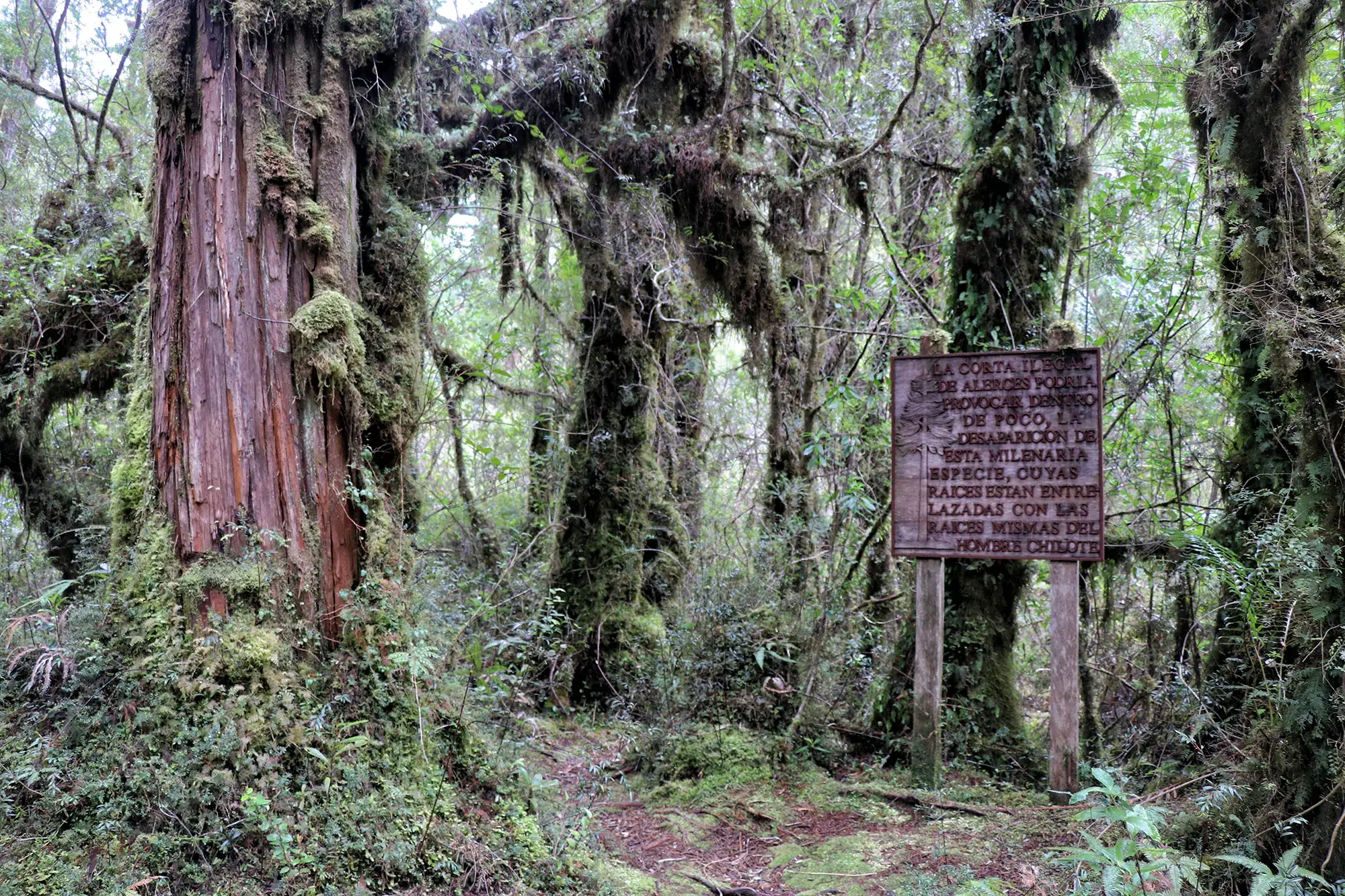 Sendero Los Alerces - Parque Nacional Pumalín, Chili