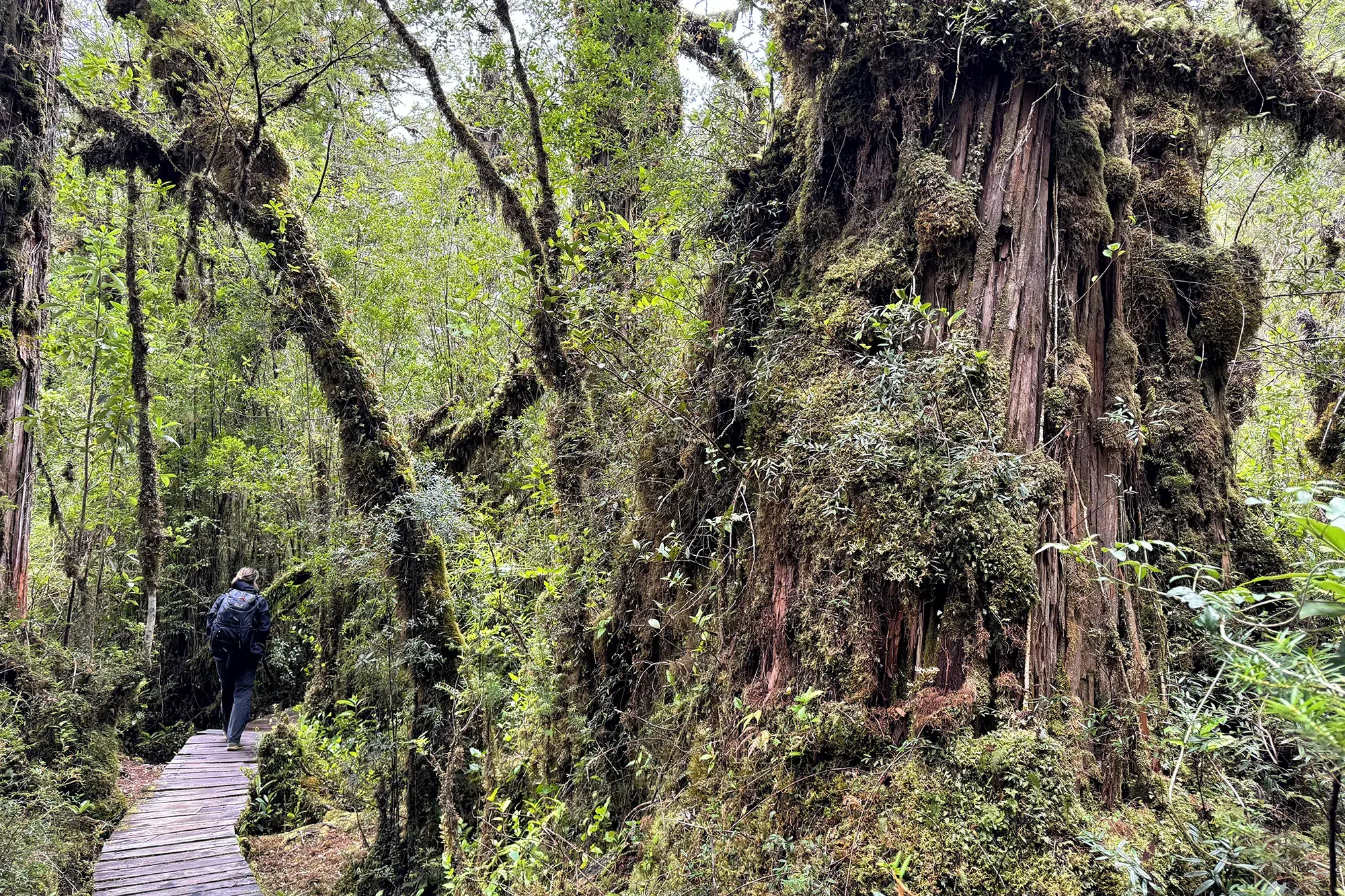 Sendero Los Alerces - Parque Nacional Pumalín, Chili