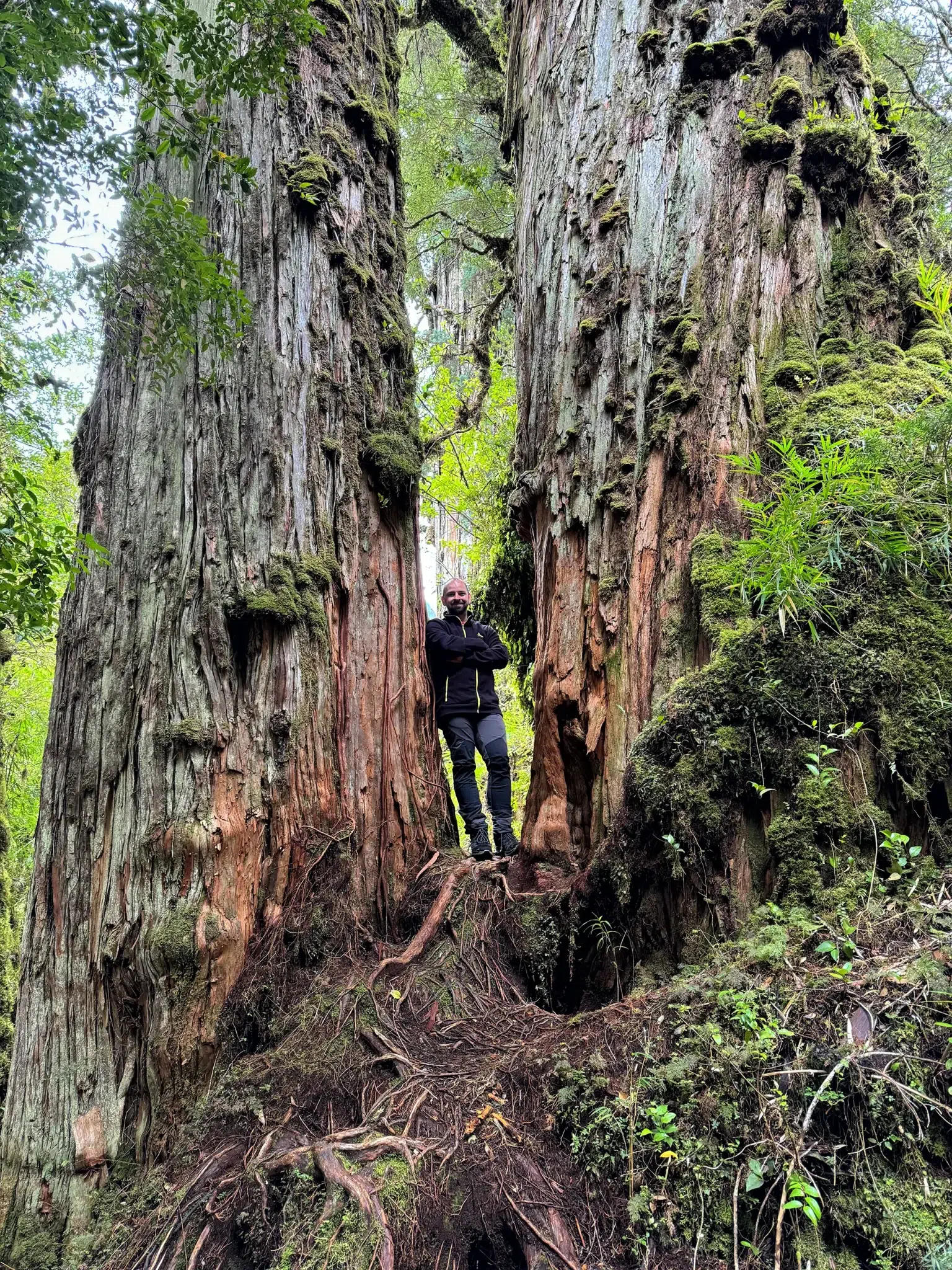 Sendero Los Alerces - Parque Nacional Pumalín, Chili