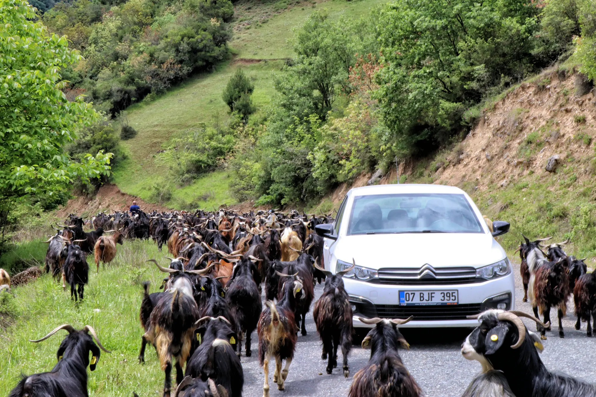 Reisroute Centraal-Turkije - Yedigöller National Park